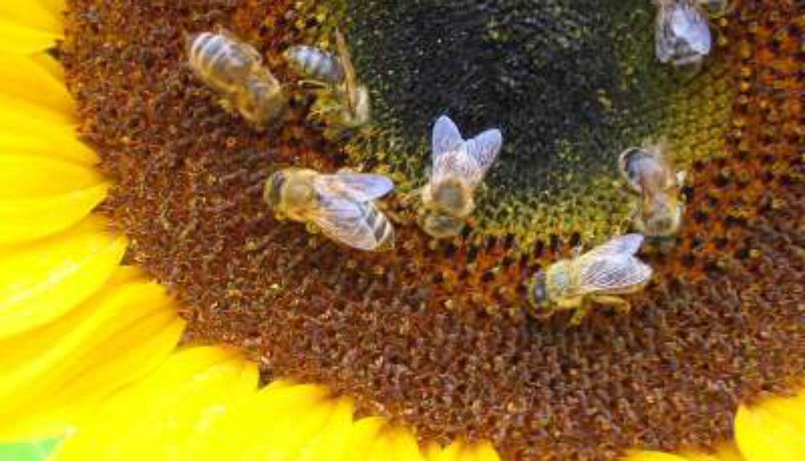 La bugia della scarsità delle risorse: è solo volontà