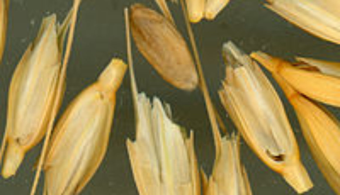 200px-Usdaeinkorn1_Triticum_monococcum
